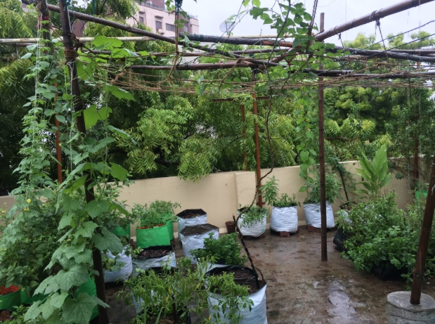 Rooftop garden in urban Chennai