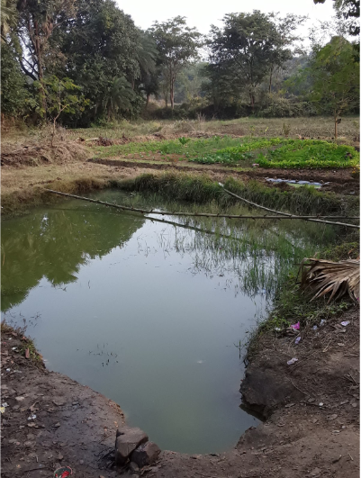 Small farm ponds irrigate diverse vegetable gardens and perennial hedgerows, enhancing water and food security.