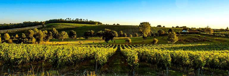 WINE-QUIZ-GRAPES2