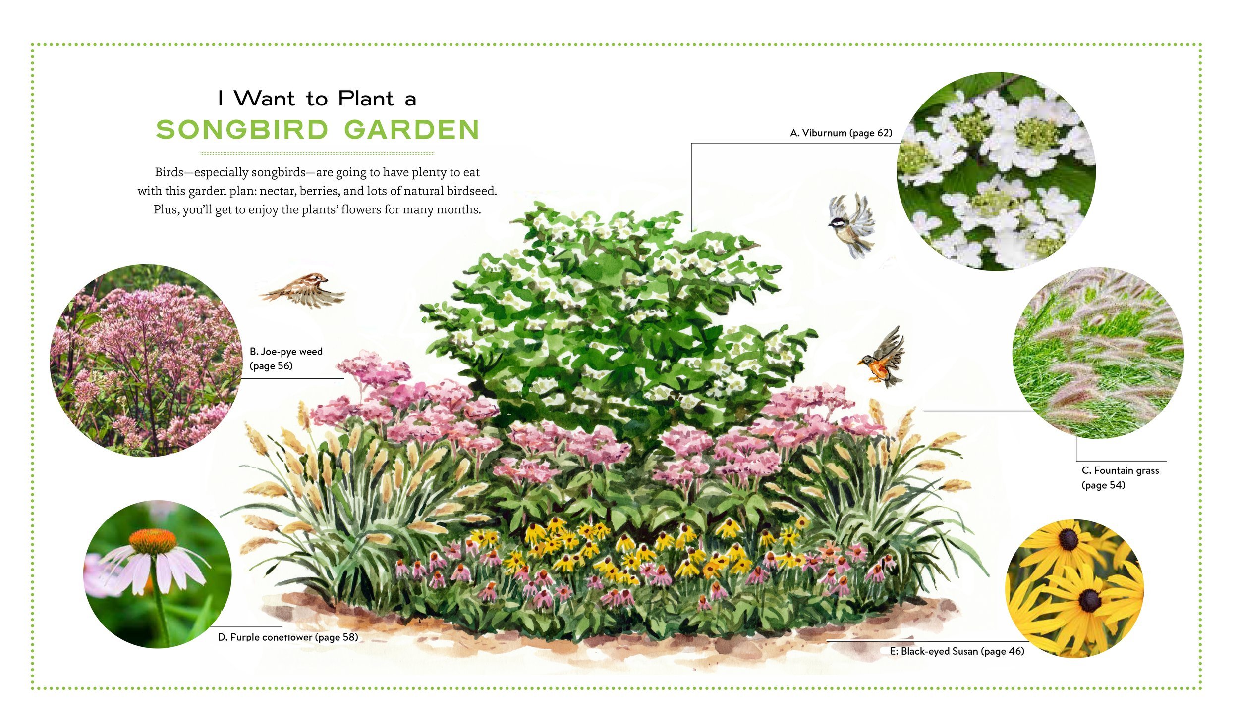 songbird+garden+plot+illustration+by+jenna+lechner